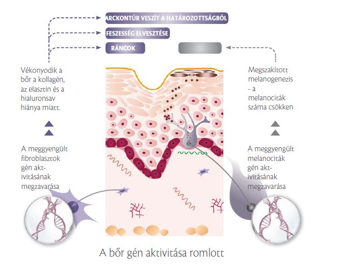 ránctalanító krém, ránctalanító krémek, ránctalanító, anti aging krém, szemránckrém, szemkörnyékápoló, legjobb ránctalanító krém, természetes ránctalanító, ránctalanítás