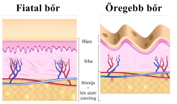 ránctalanító krém, ránctalanító krémek, ránctalanító, ránctalanítás, anti aging krém, szemránckrém, szemkörnyékápoló, legjobb ránctalanító krém, természetes ránctalanító, érett bőr szerkezete