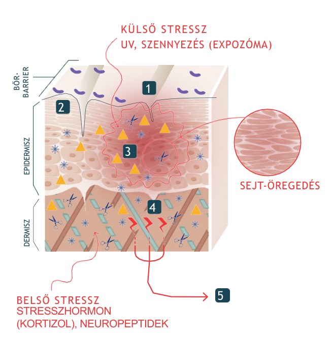 Stresszes bőr keresztmetszete: külső és belső stressz, gyulladás, sejtöregedés