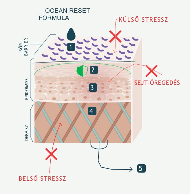 A bőr keresztmetszete OCEAN RESET-tel: erős bőrbarrier, kiegyensúlyozott mikrobiom, ép kollagénrostok