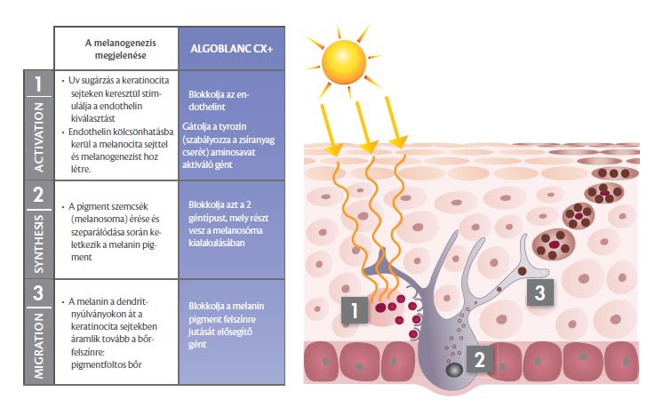 Algotherm, professzionális kozmetikum, ragyogó bőr, egységes bőr, pigmentfolt, pigmentfolt ellen